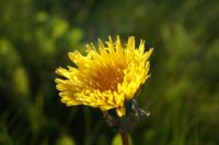 Un pilier de la biodiversité sur votre gazon